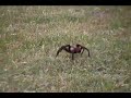 small grass spider