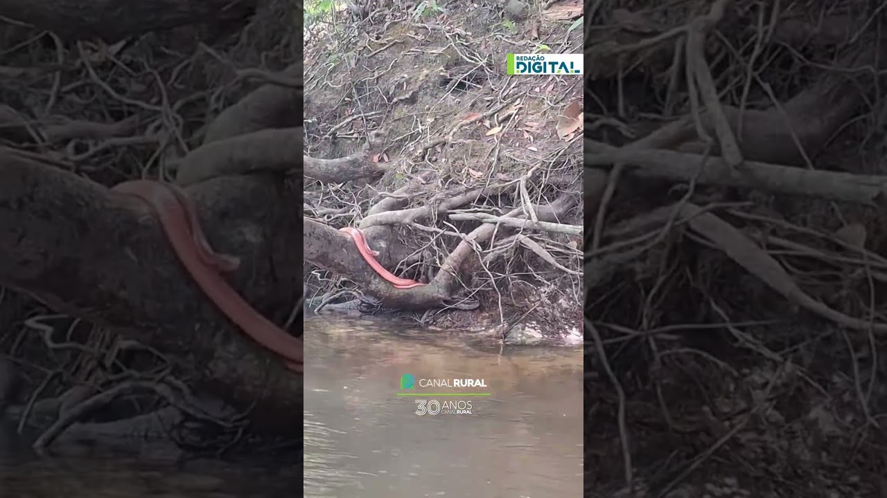 Cobra misteriosa aparece em margem de rio e vídeo chama atenção
