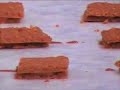 Almond Praline Chocolates