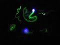 Magic Trip UV Light drawing