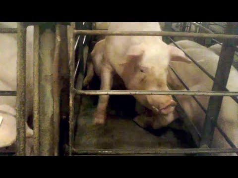 Shocking Video: Walmart Pork Supplier Caught Abusing Pigs