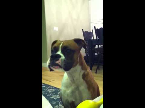 boxer dog