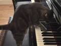Piano Playing Cat