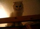 White cat\