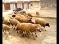 Marokkaanse schapen nemen Tetouan over