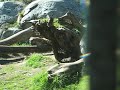 Holly Watches Gorillas