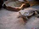 bartagame