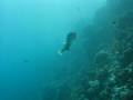 videos de poisson globe