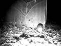 videos de 11 13 08 Oppossum 5 BH.AVI
