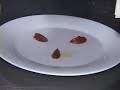 Restaurante Criterión en Con todo el gusto 1