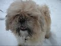 Peter Dahlin - Out in the snow (Star of the Video: Vilgot)