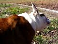 english-bulldog-rolls-down-hill-and-has-encore-performance.html