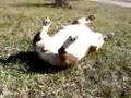 english bulldog rolls down hill and has encore performance