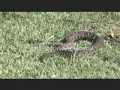 Snakes - Sorpions - Spiders - Cobras - Aranhas - (1 of 7)