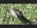 Snakes - Sorpions - Spiders - Cobras - Aranhas - (1 of 7)