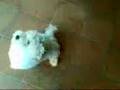 videos de beau cane pecora