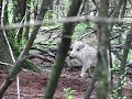 Wild Hogs Wild Hogs