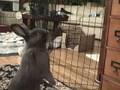 bunny bonding1