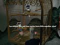 grim fandango: meeting meche and domino again
