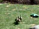 Duck Recall