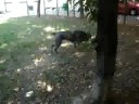 TECLA CANE CORSO TECLA CANE CORSO