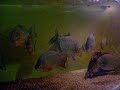 2007 son video