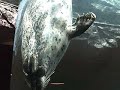MOST POPULAR ZOO IN JAPAN: Lovely video from Asahiyama Zoo MOST POPULAR ZOO IN JAPAN: Lovely video from Asahiyama Zoo