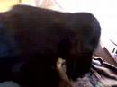 Billy My puppy spaniel will sit! So clever!