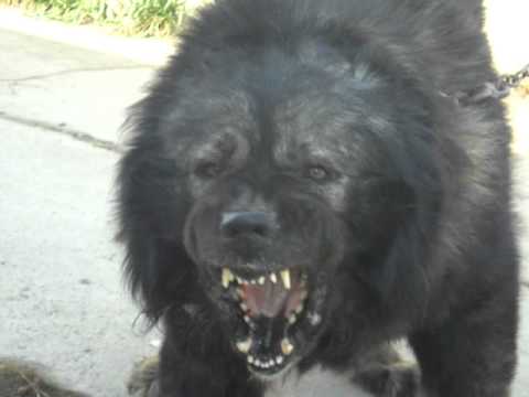 caucazian