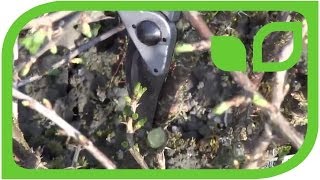 How to prune a gooseberry