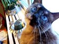 birdwatcher