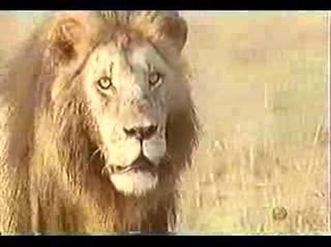 Lion infanticide 1