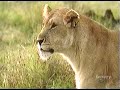 Lion infanticide 1
