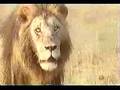 Lion infanticide 1