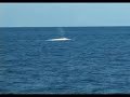 Migaloo from Fantasea vessel Wonder by VDU.
