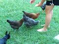 Mom feeding the Hens