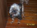 Puppymill Puppymill