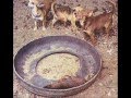 Puppymill