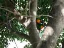 tropical birds doing it