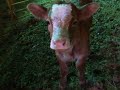 Simmental calf running