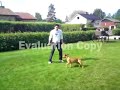 انا (محمد التريكي) من ليبيا .و كلب العائلة (ديبو) من اصول انجليزية .تم حصولنا على جوائز افضل مدرب وافضل كلب في مسابقات سويدية عديدة =) استمع بالفيديو كلب ذكي جدا.