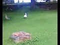 presa de santa catarina  uruapan mich  