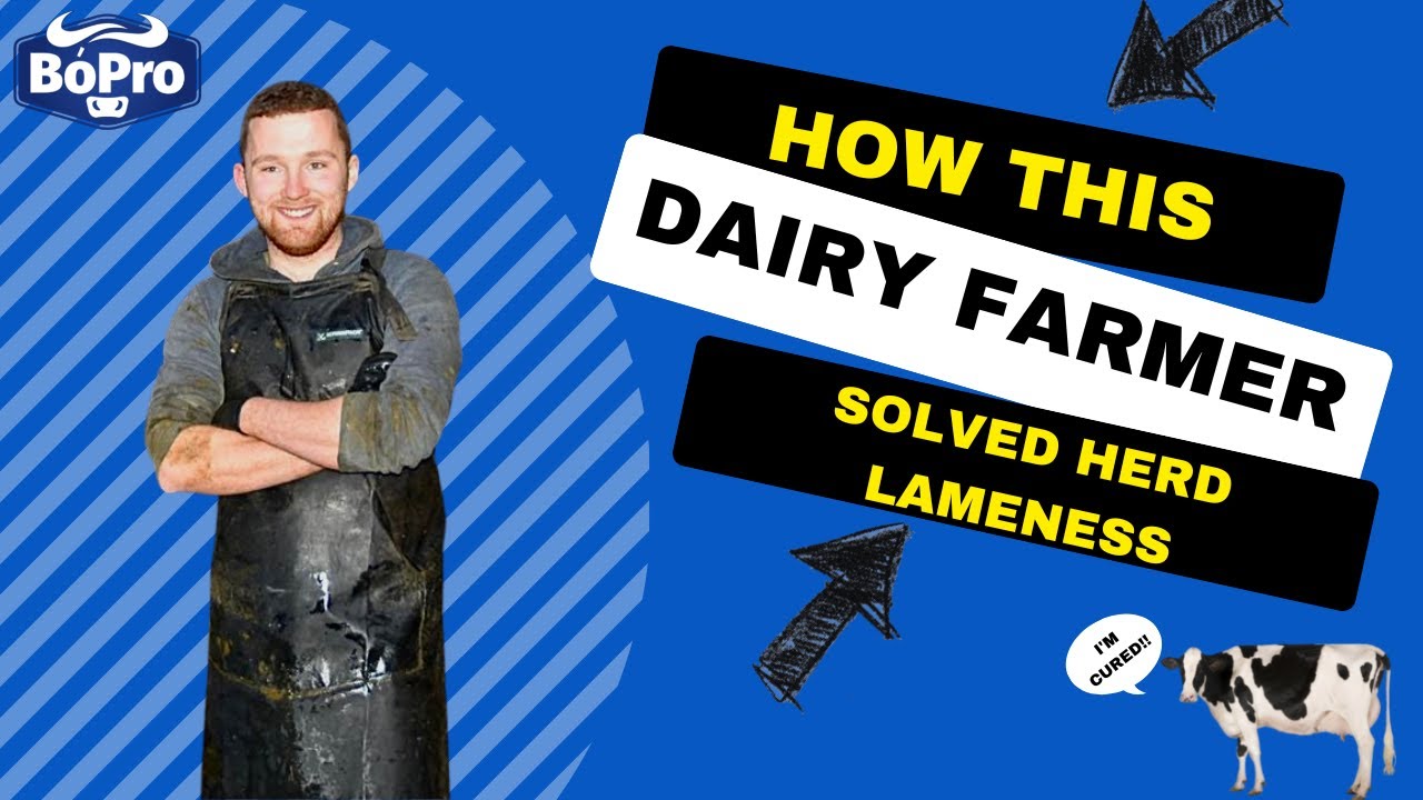 How Did This Irish Farmer Solve Herd Lameness Problems On His 600+ Herd Farm??