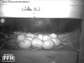 FFH Küken Cam - Das Zeitraffervideo FFH Küken Cam - Das Zeitraffervideo