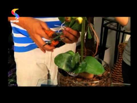 arranjos artificiais - Aprenda a confeccionar um arranjo permanente de orquídeas. Programa DE TUDO UM POUCO REDE SUPER.