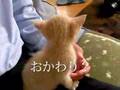 子猫成長中vol.2