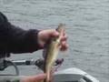 Fishing the Arrowhead: Sabin Lake