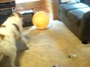 doggie hates balloon part 1
