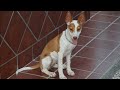 PARTE 1ª PODENCO ANDALUZ, Zahíra con 4 meses y tres semanas