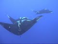 Diving with Hammerheads & Mantas at Socorro Aboard Solmar V